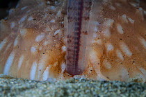 Pearlfish (Carapus acus) reversing into anus of Sea cucumber (Stichopus regalis). These species have a commensal relationship, with the fish living in the gut of the sea cucumber. Catalonia, Spain. Me...