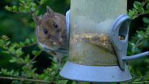 Wood mouse (Apodemus sylvaticus) feeding from a bird feeder, Carmarthenshire, Wales, UK. July.