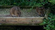 Two Wood mice (Apodemus sylvaticus) feeding on a bird table, Carmarthenshire, Wales, UK. July.