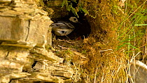 Pied wagtail (Motacilla alba) feeding chick, removes a faecal sac from nest, Carmarthenshire, Wales, UK. July.