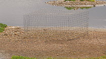 Little ringed plover (Charadrius dubius) incubating eggs, nest protected by a wire cage, Worcestershire, England, UK. July.