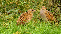 Pair of Corncrakes (Crex crex) interacting, one pecking the other, Norfolk, England, UK. July.