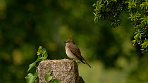 Spotted flycatcher (Muscicapa striata) perched on a grave stone, looking around and preening, Bedfordshire, England, UK. July.