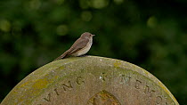 Spotted flycatcher (Muscicapa striata) perched on a gravestone, takes off to catch a fly and returns to gravestone, Bedfordshire, England, UK. July.