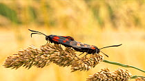 Pair of Five-spot burnets (Zygaena trifolii) mating on a grass seedhead, Norfolk, England, UK. July.