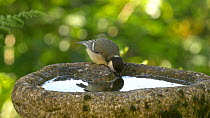 Great tit (Parus major) drinking from a bird bath, Carmarthenshire, Wales, UK. July.