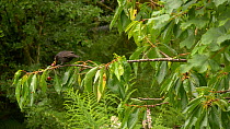 Male Common blackbird (Turdus merula) feeding on Cherry (Prunus avium) fruit, Carmarthenshire, Wales, UK. July.