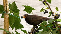 Male Common blackbird (Turdus merula) eating Blackcurrant fruit (Ribes nigrum), Carmarthenshire, Wales, UK. July.