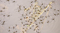 Group of Common pond skaters (Gerris lacustris) on water surface, Pembrokeshire, Wales, UK. July.