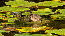 Two juvenile Little grebes (Tachybaptus ruficollis) resting and preening on a water lily, Ceredigion, Wales, UK. July.