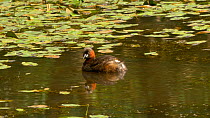Little grebe (Tachybaptus ruficollis) preening, surrounded by Water smartweed (Persicaria amphibia), Ceredigion, Wales, UK. July.