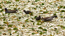 Pair of Moorhens (Gallinula chloropus) feeding chicks in a pond covered with Water smartweed (Persicaria amphibia), Ceredigion, Wales, UK. July.