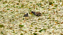 Moorhen (Gallinula chloropus) feeding chick in a pond covered with Water smartweed (Persicaria amphibia), Ceredigion, Wales, UK. July.