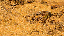 Wood ants (Formica rufa) moving a dead Common wasp (Vespula vulgaris), Bedfordshire, England, UK. September.