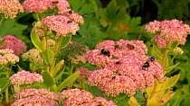 Bumble bees (Bombus), Honey bees (Apis mellifera) and flies nectaring on Sedum (Sedum), Carmarthenshire, Wales, UK. September.