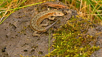Male Viviparous lizard (Zootoca vivipara) with a partially regrown tail basking on a rock with another juvenile male, before dashing to cover, Pembrokeshire, Wales, UK. September.