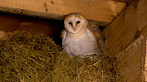 Two juvenile Barn owls (Tyto alba) amongst hay bales adjacent to nest box in a barn, one grooms its foot and ruffles its feathers, Carmarthenshire, Wales, UK. September.