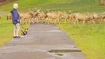 Herd of Pere David's deer (Elaphurus davidianus) crossing a road in a park, watched by a woman with a terrier, Carmarthenshire, Wales, UK. September. Captive.