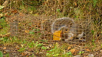 Grey squirrel (Sciurus carolinensis) caught in a humane trap, Carmarthenshire, Wales, UK. October.