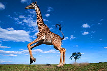 Maasai giraffe (Giraffa camelopardalis tippelskirchi) running away startled - remote camera perspective . Maasai Mara National Reserve, Kenya.