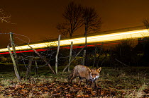 Red fox (Vulpes vulpes) at night with lights from a train. Remote camera image. Kent, UK.