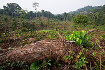 Tropical rainforest cut to plant oil palm tree. Nkongsamba area, Cameroon. February 2015.