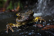 Goliath frog (Conraua goliath) emerging from water, Cameroon.