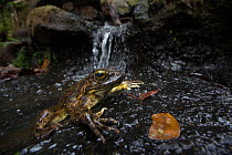 Goliath frog (Conraua goliath) near pool with waterfall. Cameroon.