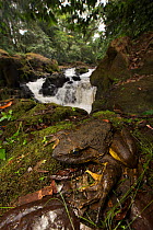 Goliath frog (Conraua goliath) near pool with waterfall. Cameroon.