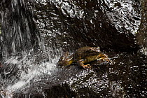 Goliath frog (Conraua goliath) underwater waterfall, Cameroon.