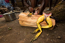 Goliath frog (Conraua goliath) butchered,  hunted for food, Cameroon.