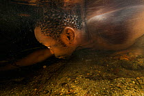 Cameroonian  man hunting Goliath frog (Conraua goliath) underwater, Cameroon