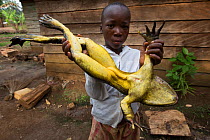 Cameroonian boy with Goliath frog (Conraua goliath) hunted for bushmeat, Cameroon. March 2015.