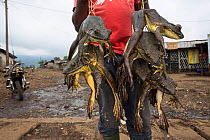 Man carying dead Goliath frogs (Conraua goliath) hunted for bushmeat, Cameroon. February 2015.