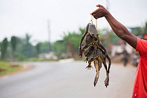Goliath frog (Conraua goliath) bush meat for sale, Cameroon, February 2015.