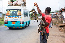 Cameroonian man selling Goliath frog (Conraua goliath) bush meat at roadside, Cameroon, February 2015.