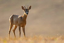 Roe deer (Capreolus capreolus) buck, Burgundy, France, August.