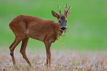 Roe deer (Capreolus capreolus) buck in pea field, Burgundy, France, August.