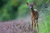 Roe deer (Capreolus capreolus) male juvenile, Burgundy, France, June.