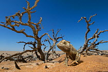 Namaqua chameleon (Chamaeleo namaquensis) Dorob National Park, Namibia.