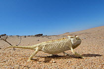 Namaqua chameleon (Chamaeleo namaquensis) Dorob National Park, Namibia.