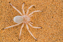 Wheel spider (Carparachne aureoflava)  Dorob National Park, Namibia.