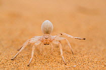 Wheel spider (Carparachne aureoflava)  Dorob National Park, Namibia.