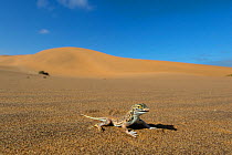 Anchieta's desert lizard (Meroles anchietae) Dorob National Park, Namibia.