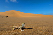 Anchieta's desert lizard (Meroles anchietae)  in defensive threat display, Dorob National Park, Namibia.
