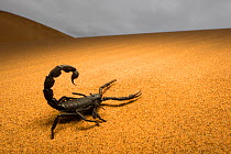Black scorpion (Parabuthus villosus) Dorob National Park, Namibia.