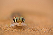 Namib Sand Gecko (Palmatogecko rangei) Dorob National Park, Namibia