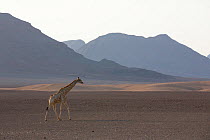 Giraffe (Giraffa camelopardalis) in habitat. Kaokoland, Namibia.