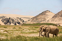 Desert elephant (Loxodonta africana) in habitat, Kaokoland, Namibia.