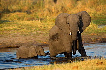 African elephant (Loxodonta africana) female and calf crossing the river, Mayuni Conservancy Area, Namibia.